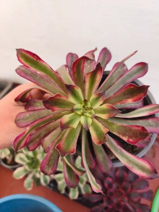 Aeonium Mardi grass 12cm