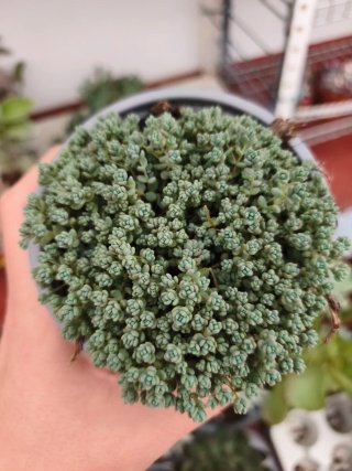 Sedum dasiphillum minor 10.5cm