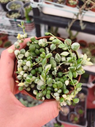 Senecio rowleyanus variegata 8.5cn