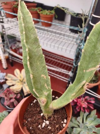 Stapelia 8.5cm