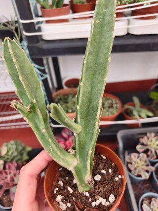 Stapelia 8.5cm