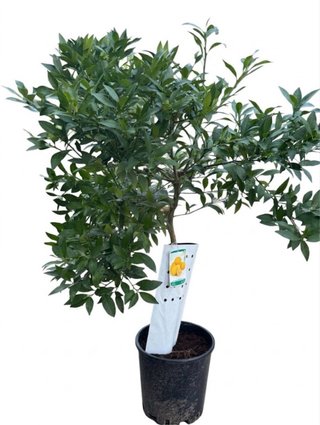 Planta Limequat