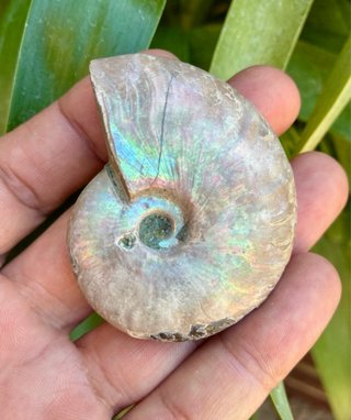Fósil de Amonite Cleoniceras