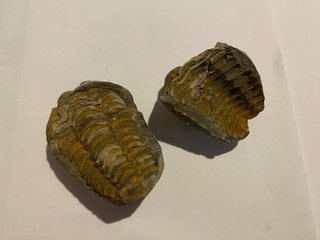Dos Fósiles de Trilobites