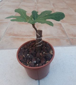 Higuera Proyecto Pre-bonsai