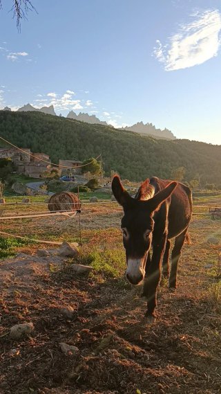 Obrador/Forn de llenya Masia 700anys busca socis