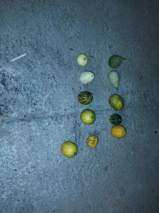Calabazas Decorativas Halloween