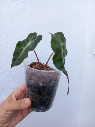 Alocasia Polly Bebé