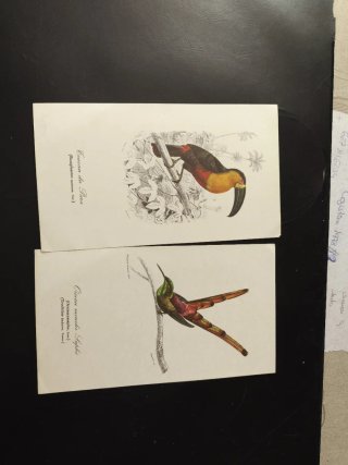 Láminas de Dibujo de Aves