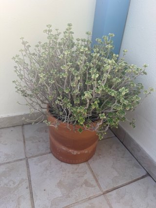 Regalo Plantas con maceta de barro