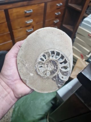 Fósil de Amonite