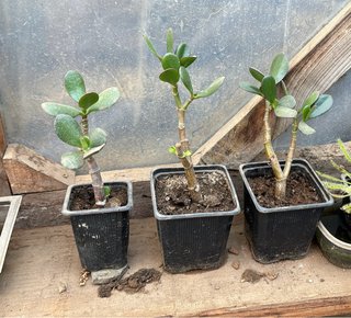 3 Plantas Árbol de Jade