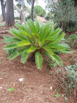 Cica (Cycas revoluta)