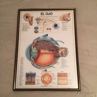 Cuadro Lámina Médica Vintage El Ojo