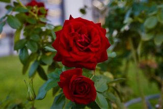 Lote 1kg de Semillas de Rosas