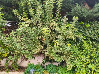 Manzano variedad Fuji