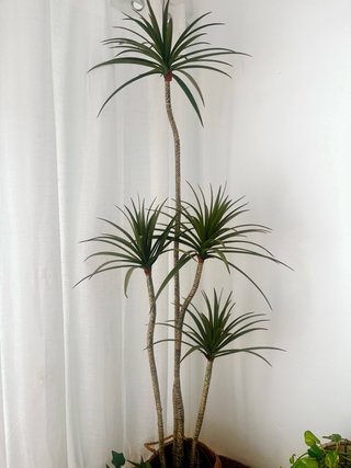 Planta Artificial Decorativa