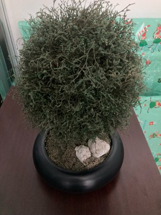 Bonsái Artificial Decorativo