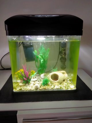 Acuario con Filtro y Decoración