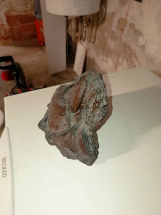 Caracol fosilizado