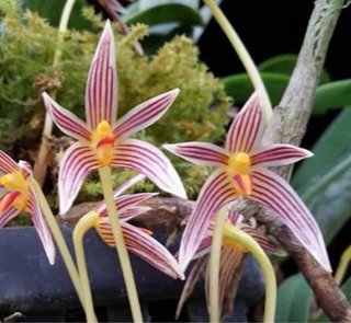 Bulbophyllum Affine