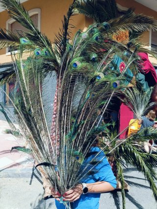 Set de 20 Plumas de Pavo Real