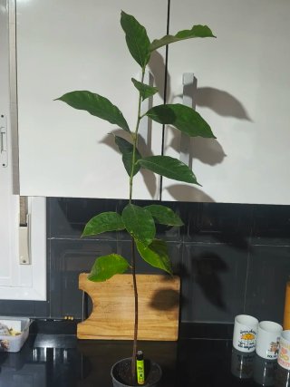 Jackfruit (Jaca) – Planta de 76 cm