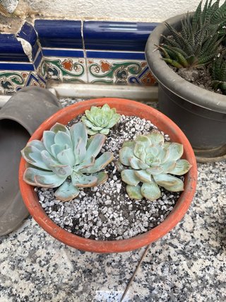 Arreglo de Suculentas y cactus en Maceta