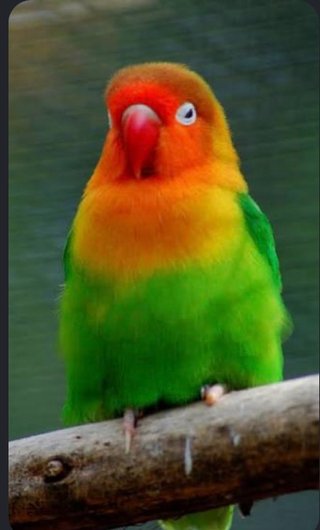 Agapornis