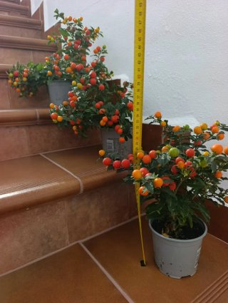 ✅️Planta Cerezo de Jerusalén