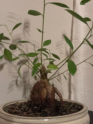 Bonsái Ficus Ginseng