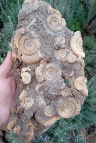 Fósil de Ammonites Dactylioceras athleticum