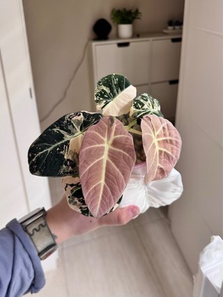 Cormos Alocasia Black Velvet Pink