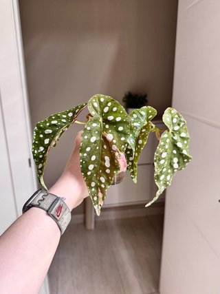 Begonia Maculata Pink
