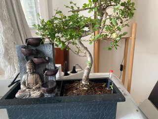 Bonsái con Fuente de Agua y Figura de Buda