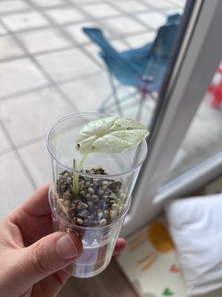 Alocasia Odora Batik