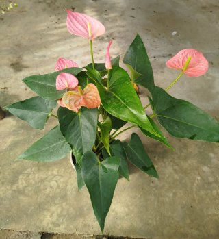 Anturio