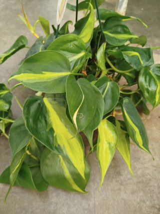 Planta Philodendron Brasil Colgante