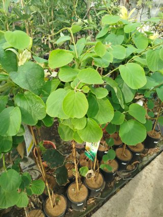 Planta de Kiwi