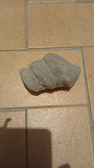 Fósil de Gasterópodo Grande