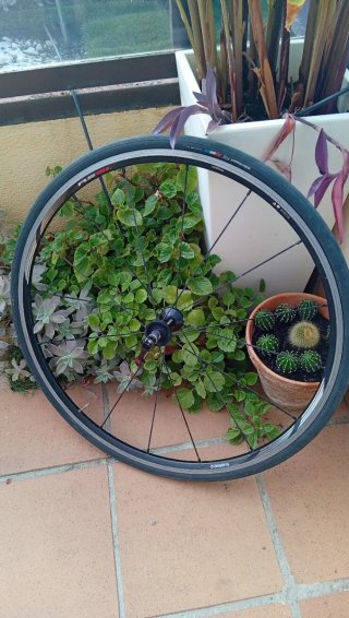 Rueda Delantera Carretera Shimano RS21 700