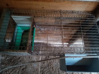 Jaula para conejo con madriguera