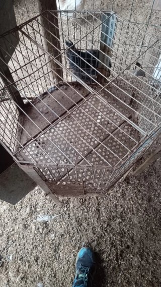 Jaula para conejo