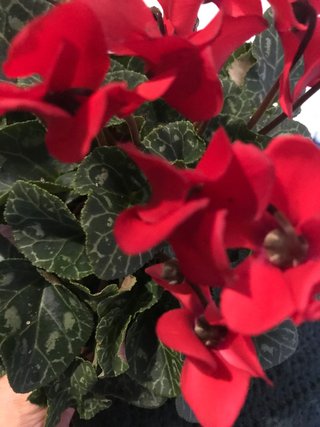 Ciclamen Rojo
