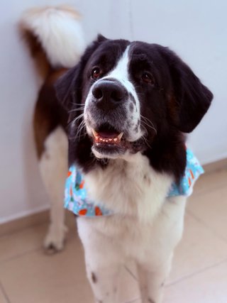 Servicio de paseo y cuidado de mascotas en Argés