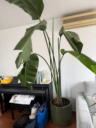 Strelitzia Nicolai Grande con Maceta Cerámica