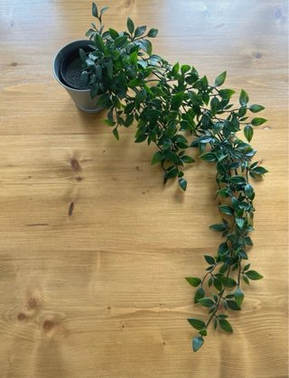 Planta Artificial Colgante Ikea