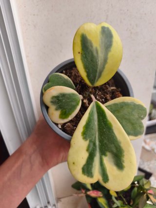 Hoya Kerry variegada 12cm