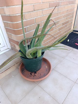 Planta de Aloe Vera en Maceta