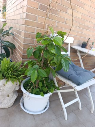 Árbol de Limón en Maceta Blanca